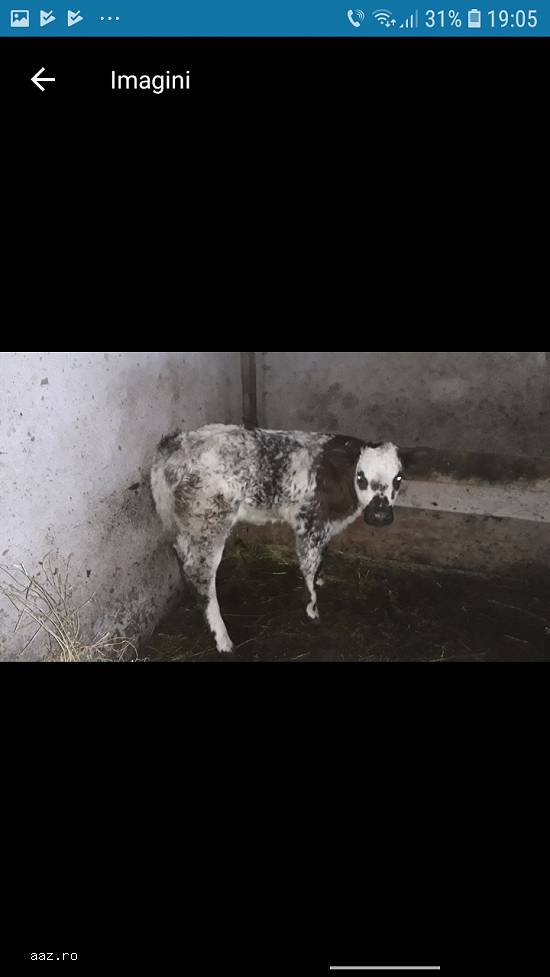 Vaca cu vita belga