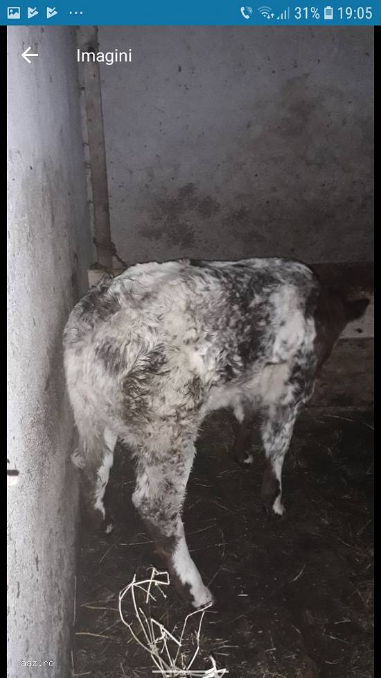 Vaca cu vita belga