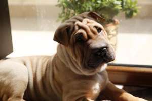 ofer mascul shar pei pt monta