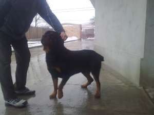 rottweiler pentru momta gratis