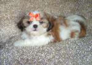 adorabil pui Shih Tzu