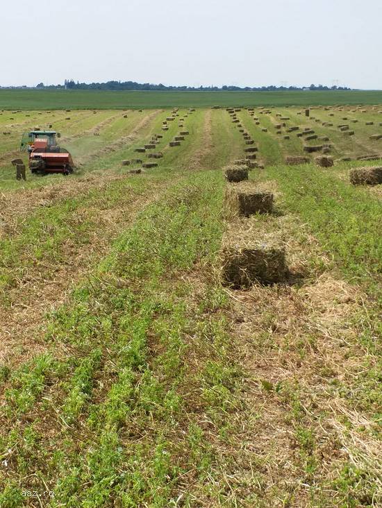 Vand baloti de lucerna recent imbalotati cu transport,  
