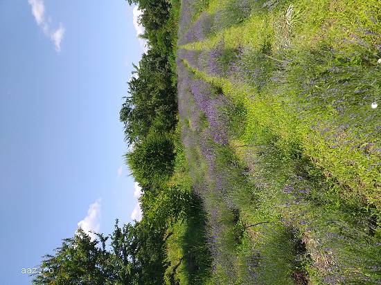 Lavanda verde