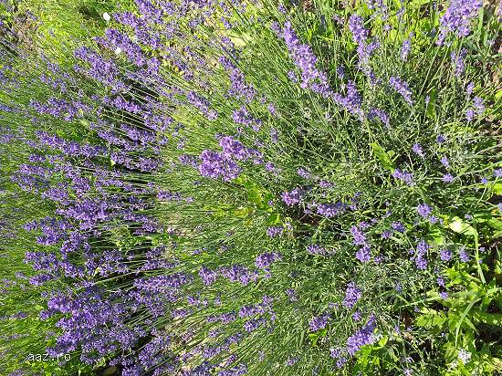 Lavanda verde
