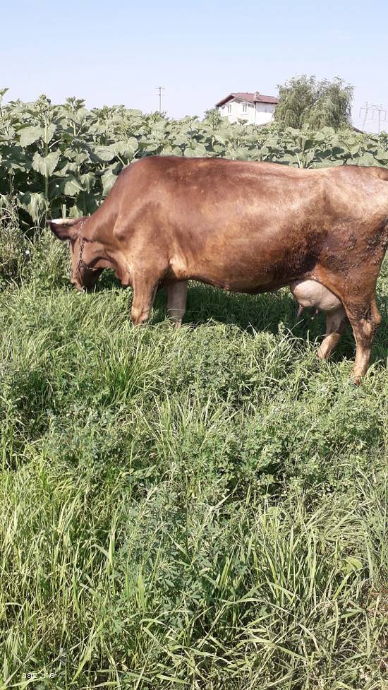Vand vaca bruna tanara cu transport.Este gestanta in 2 luni