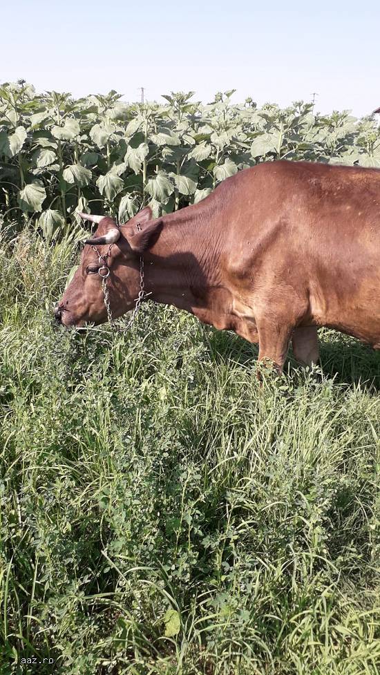 Vand vaca bruna tanara cu transport.Este gestanta in 2 luni