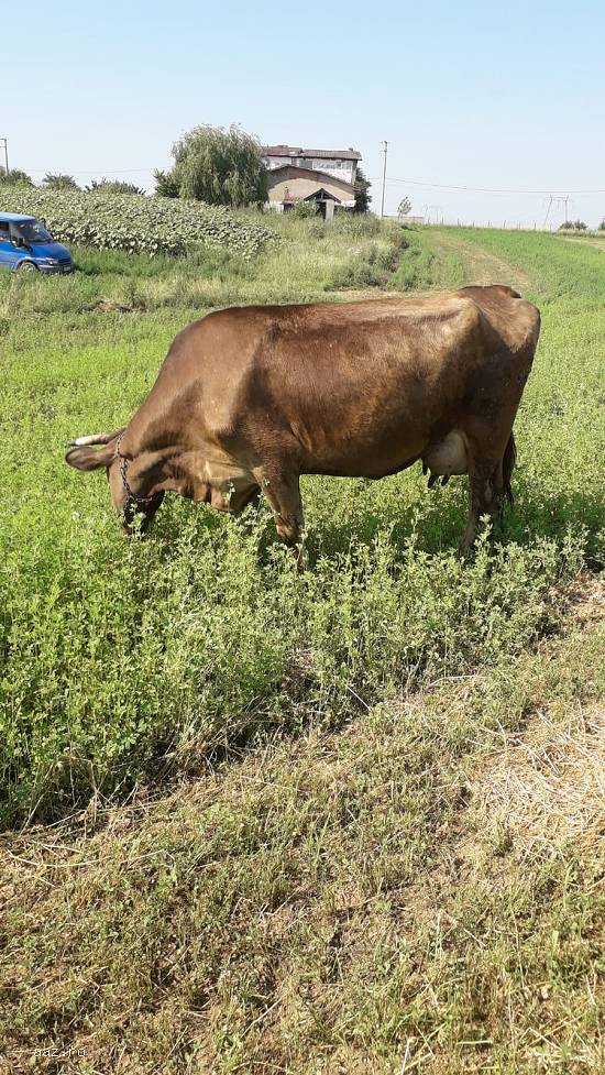 Vand vaca bruna tanara cu transport.Este gestanta in 2 luni