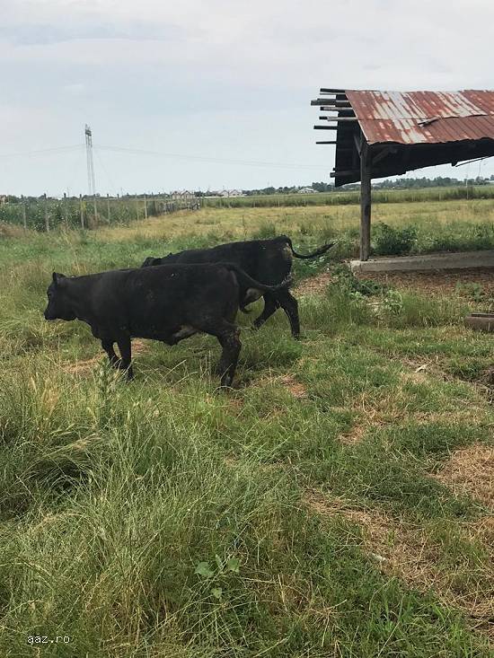 Vand o vacuta si un tauras rasa Angus originala