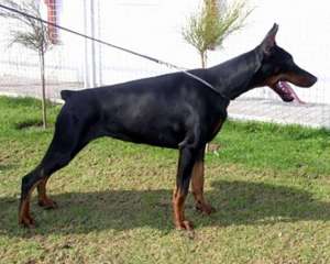 DOBERMANN de vanzare