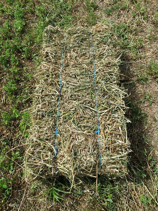 Vand 10000 baloti de lucerna-10lei cu transport in orice cantitate