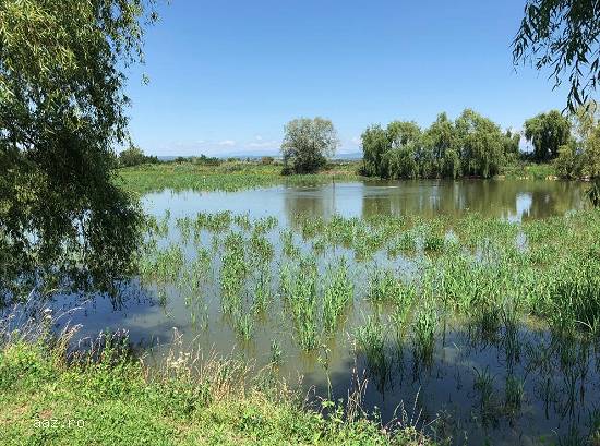 Vand fosta ferma de porcine - loc. Comisani,      jud. Dambovita