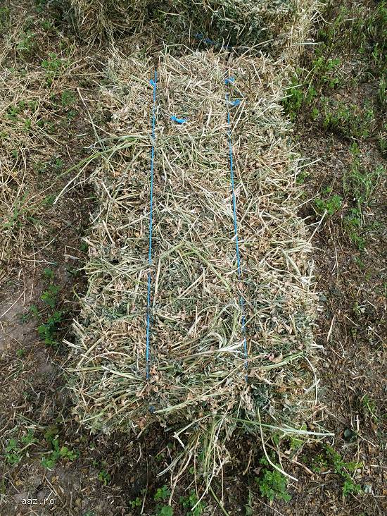 Schimb baloti de lucerna cu oi ,   vaci ,   miei sau utilaje agricole