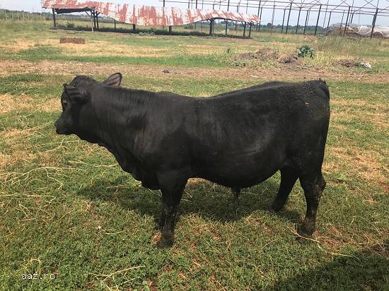 Vand juninca si tauras rasa Angus originala in varsta de 7-8luni.