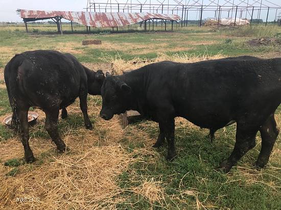 Vand juninca si tauras rasa Angus originala in varsta de 7-8luni.