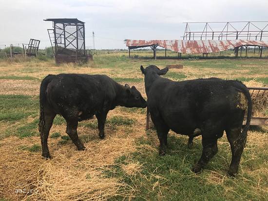 Vand juninca si tauras rasa Angus originala in varsta de 7-8luni.