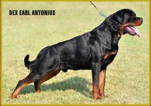 Pui rotweiller top