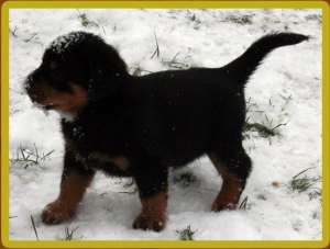 Pui rotweiller top