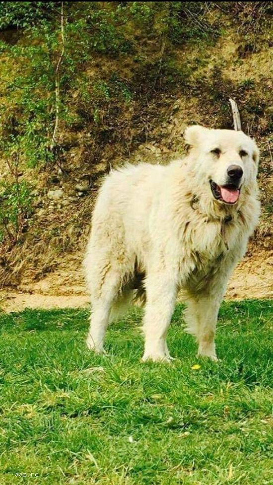 Vând Catei Ciobănesc de Bucovina