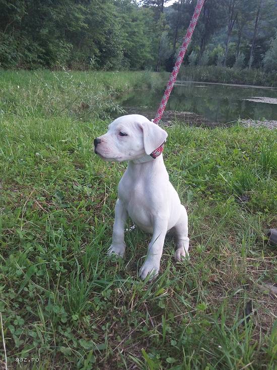 Dog argentinian