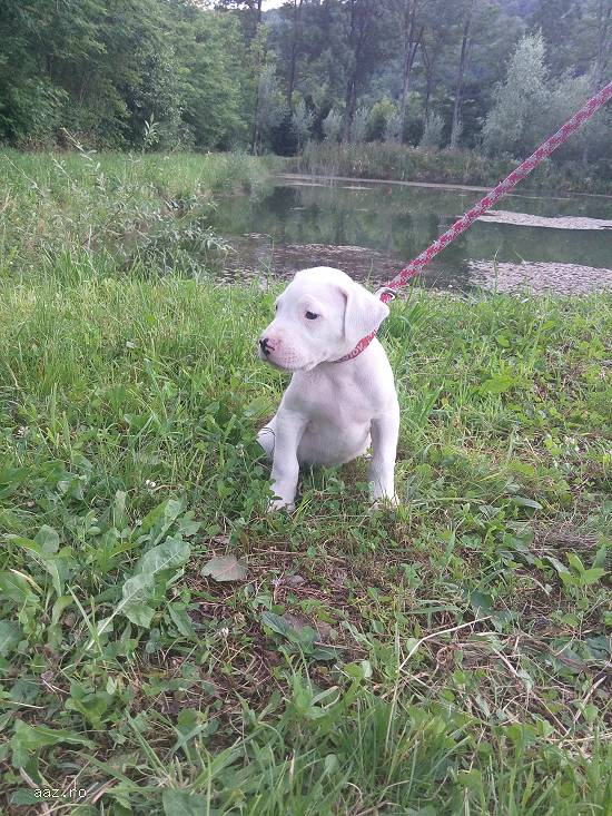 Dog argentinian