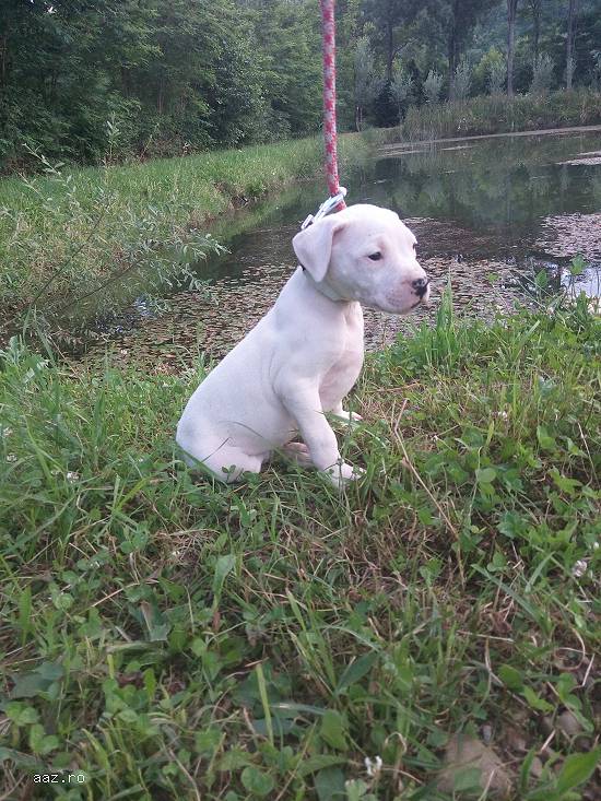 Dog argentinian