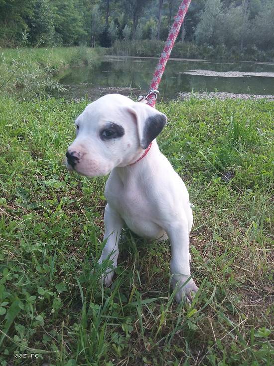 Dog argentinian