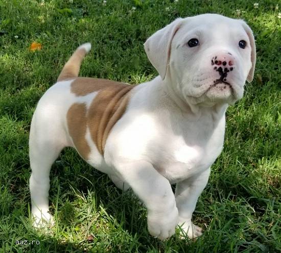 Puppy Bulldog american de 12 săptămâni