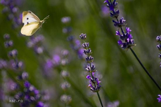Lavanda 100% bio
