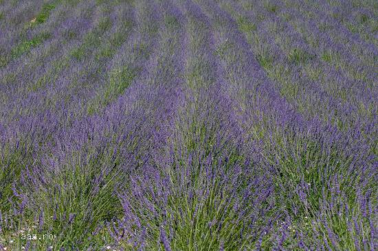 Lavanda 100% bio