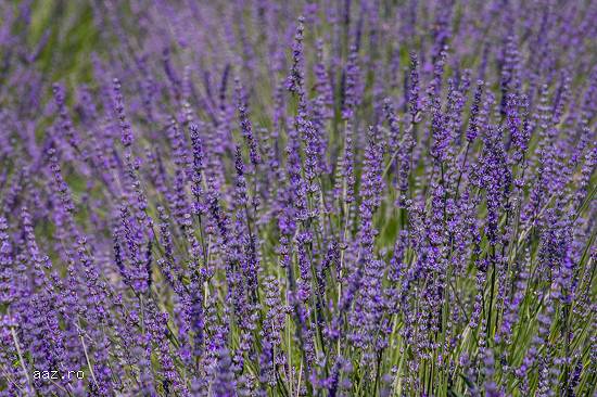 Lavanda 100% bio