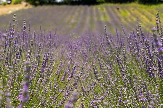 Lavanda 100% bio