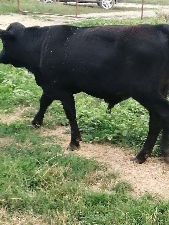 Vand un tauras rasa Angus si un vitel metis de charolaise.
