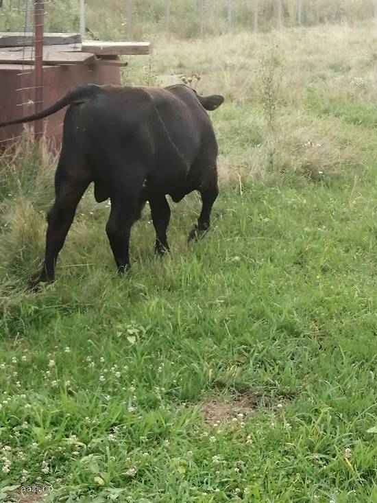 Vand un tauras rasa Angus si un vitel metis de charolaise.