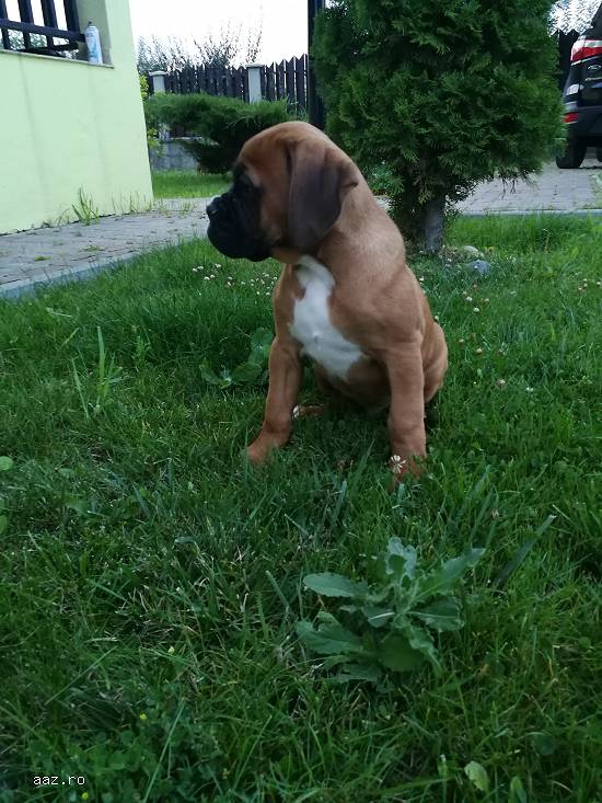 Puiuț Boxer German Băiețel