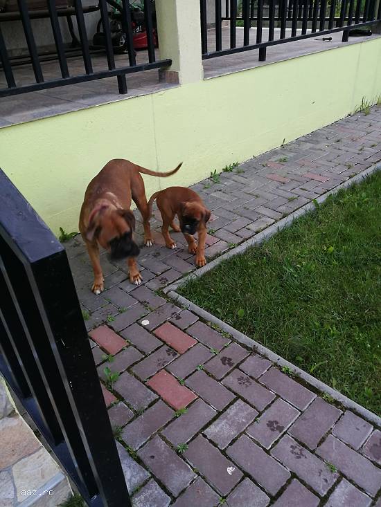 Puiuț Boxer German Băiețel