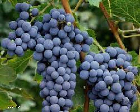 Vand struguri de vin