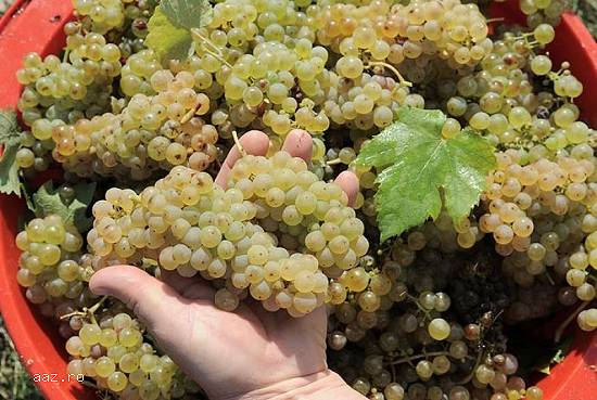 Vand struguri de vin