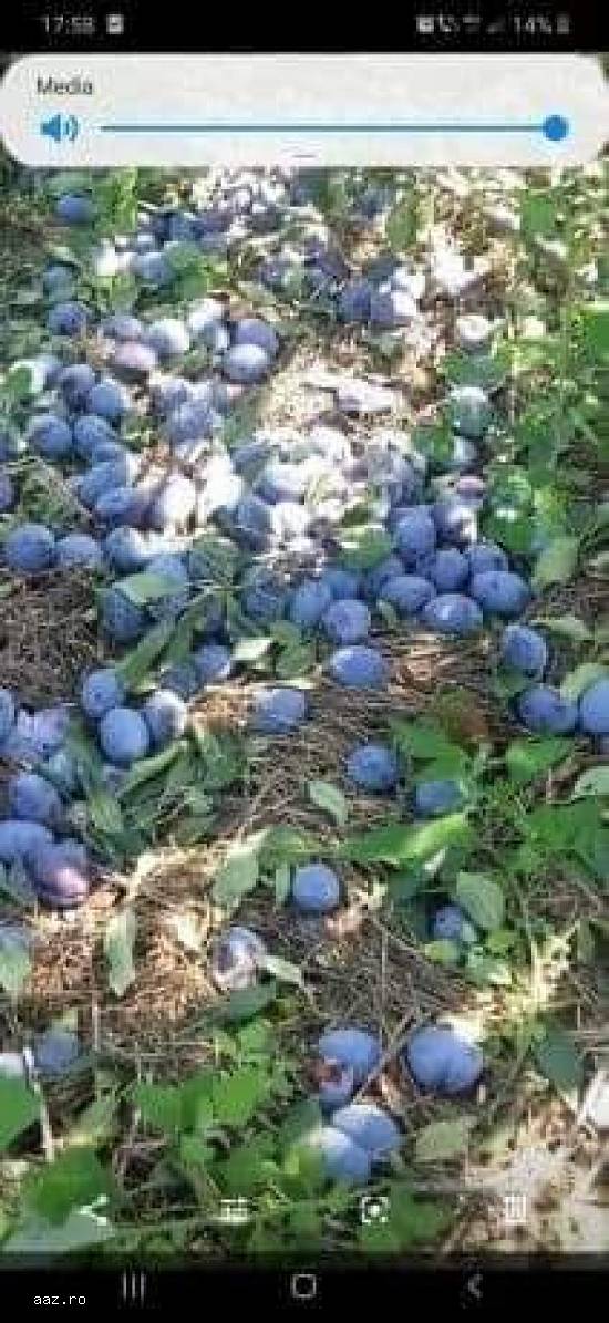 Prune pentru țuică