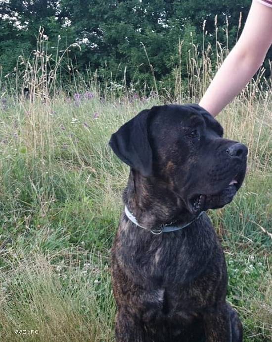 Vand Cane Corso