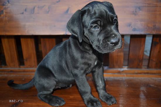 Vand Cane Corso