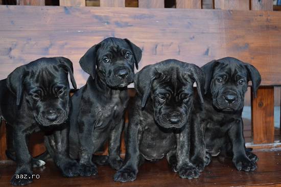 Vand Cane Corso