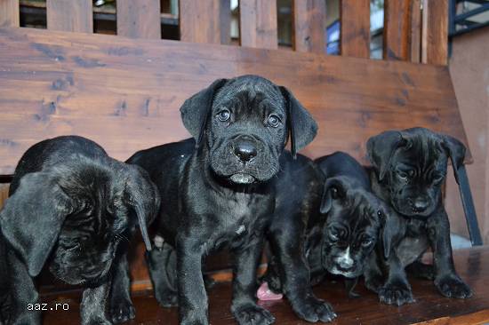 Vand Cane Corso