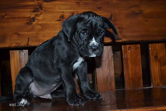 Vand Cane Corso