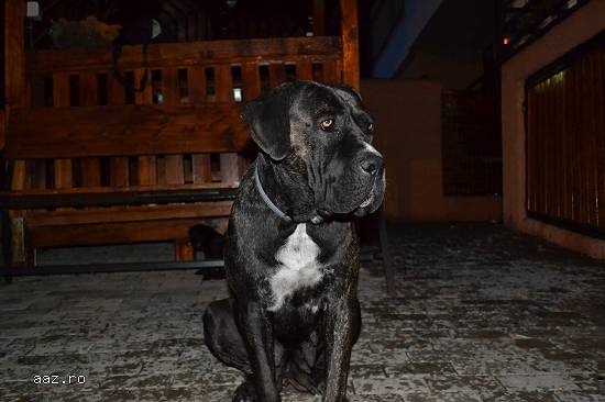 Vand Cane Corso
