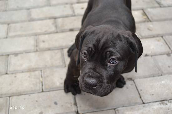 Vand Cane Corso
