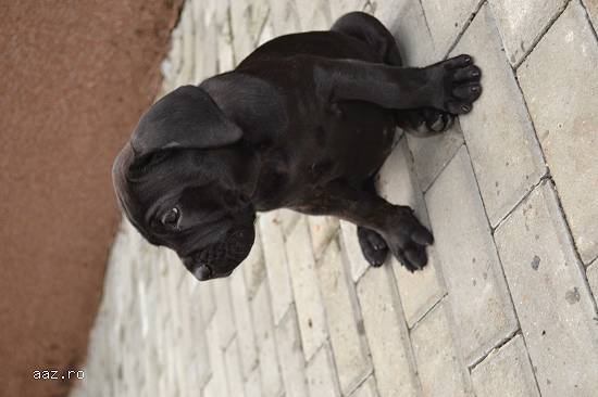 Vand Cane Corso