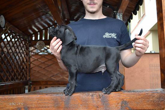 Vand Cane Corso