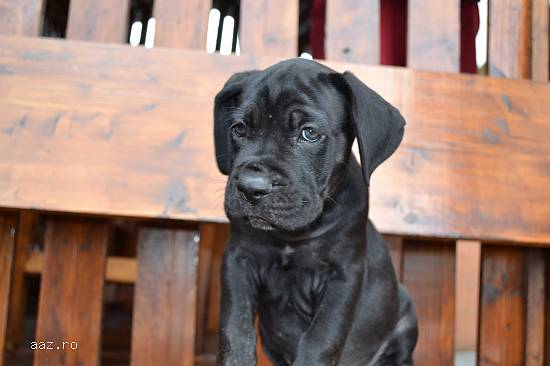 Vand Cane Corso