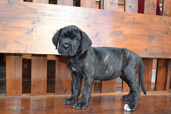 Vand Cane Corso