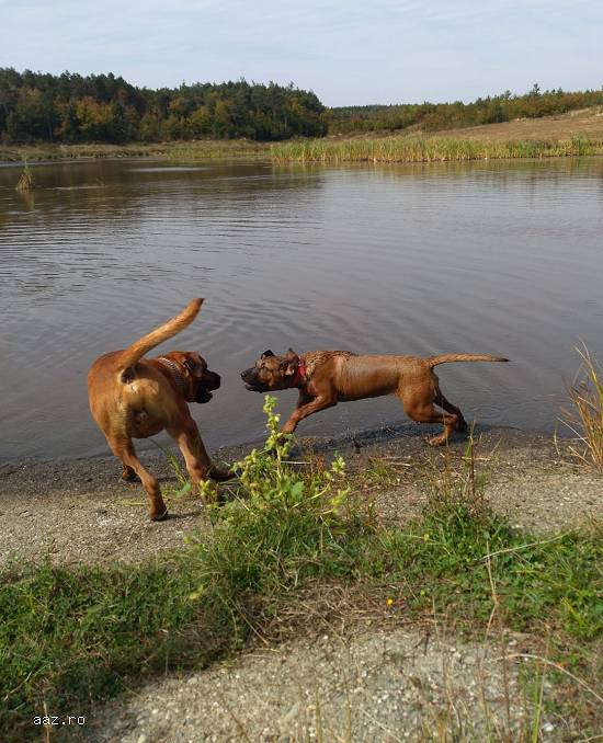 Tosa inu pui
